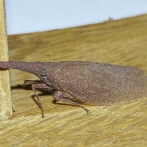 Rentinus dilatatus at Jerrabomberra, NSW - 4 Jun 2023