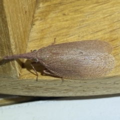 Rentinus dilatatus at Jerrabomberra, NSW - 4 Jun 2023