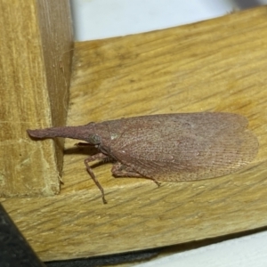 Rentinus dilatatus at Jerrabomberra, NSW - suppressed