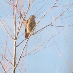 Accipiter cirrocephalus (Collared Sparrowhawk) at Fyshwick, ACT - 3 Jun 2023 by TomW