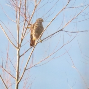 Accipiter cirrocephalus at Fyshwick, ACT - 4 Jun 2023