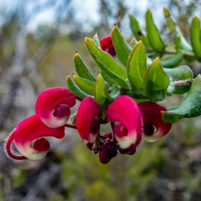 Grevillea baueri subsp. asperula (Bauer's Grevillea) at Morton National Park - 3 Jun 2023 by Philip