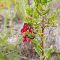 Grevillea baueri subsp. asperula at Coolumburra, NSW - 3 Jun 2023 01:40 PM