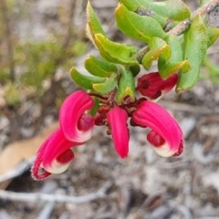 Grevillea baueri subsp. asperula at Coolumburra, NSW - 3 Jun 2023