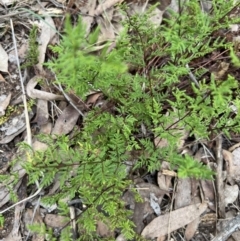 Cheilanthes sieberi subsp. sieberi (Narrow Rock Fern) at Piney Ridge - 4 Jun 2023 by JimL