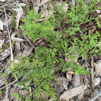 Cheilanthes sieberi subsp. sieberi (Narrow Rock Fern) at Piney Ridge - 4 Jun 2023 by JimL