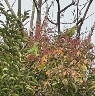 Polytelis swainsonii (Superb Parrot) at Waramanga, ACT - 4 Jun 2023 by Samh