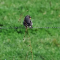 Petroica phoenicea (Flame Robin) at Wodonga - 4 Jun 2023 by KylieWaldon