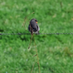 Petroica phoenicea at Wodonga, VIC - 4 Jun 2023 12:00 PM