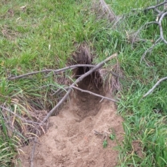 Vombatus ursinus (Common wombat, Bare-nosed Wombat) at Paddys River, ACT - 4 Jun 2023 by michaelb