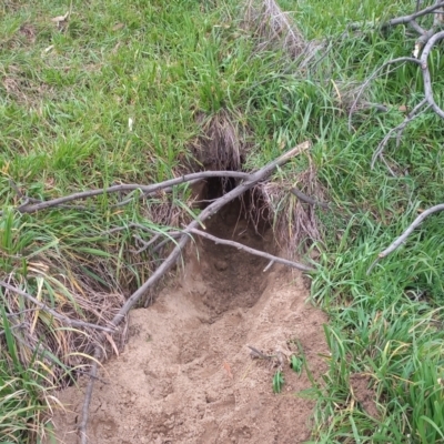 Vombatus ursinus (Common wombat, Bare-nosed Wombat) at Pine Island to Point Hut - 4 Jun 2023 by michaelb