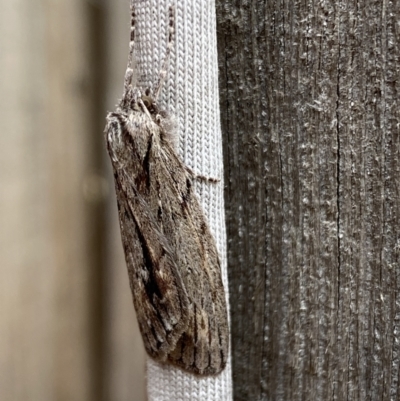 Chlenias nodosus (A geometer moth) at Jerrabomberra, NSW - 4 Jun 2023 by Steve_Bok
