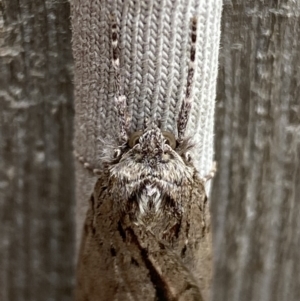 Chlenias nodosus at Jerrabomberra, NSW - 4 Jun 2023