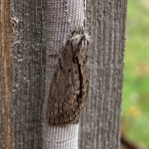 Chlenias nodosus at Jerrabomberra, NSW - 4 Jun 2023