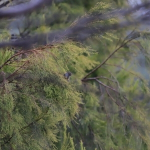 Acanthiza pusilla at Denman Prospect, ACT - 4 Jun 2023