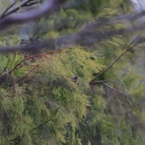 Acanthiza pusilla at Denman Prospect, ACT - 4 Jun 2023