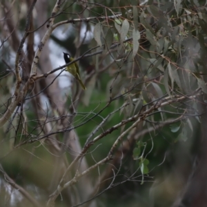 Nesoptilotis leucotis at Denman Prospect, ACT - 4 Jun 2023