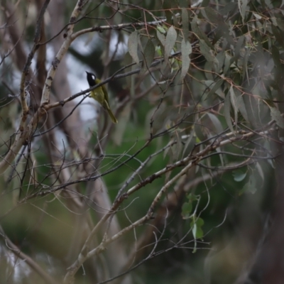 Nesoptilotis leucotis (White-eared Honeyeater) at Block 402 - 4 Jun 2023 by JimL