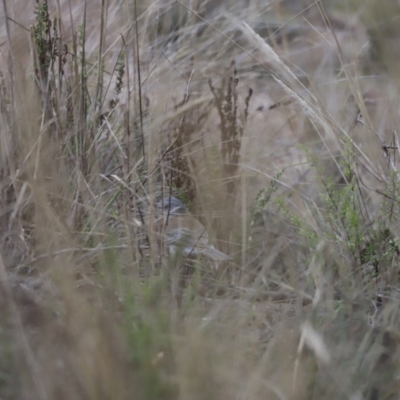 Colluricincla harmonica (Grey Shrikethrush) at Block 402 - 4 Jun 2023 by JimL