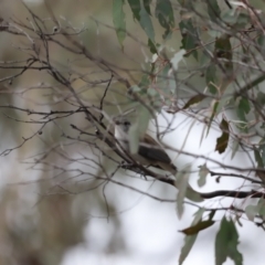 Colluricincla harmonica at Denman Prospect, ACT - 4 Jun 2023