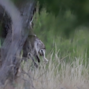 Macropus giganteus at Stromlo, ACT - 4 Jun 2023