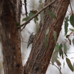 Cormobates leucophaea (White-throated Treecreeper) at Denman Prospect, ACT - 4 Jun 2023 by JimL