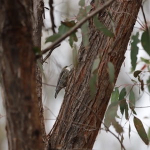 Cormobates leucophaea at Denman Prospect, ACT - 4 Jun 2023