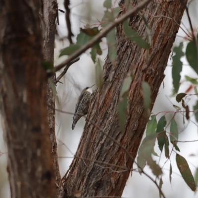 Cormobates leucophaea (White-throated Treecreeper) at Piney Ridge - 4 Jun 2023 by JimL