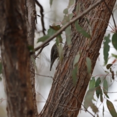 Cormobates leucophaea at Denman Prospect, ACT - 4 Jun 2023