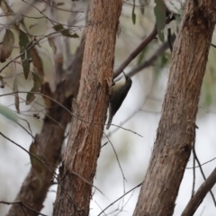 Cormobates leucophaea at Denman Prospect, ACT - 4 Jun 2023