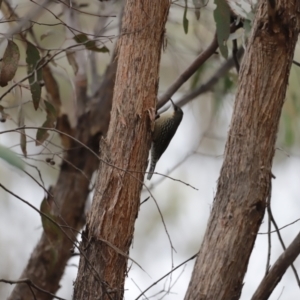 Cormobates leucophaea at Denman Prospect, ACT - 4 Jun 2023