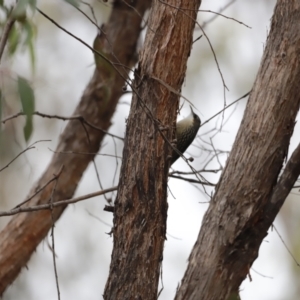 Cormobates leucophaea at Denman Prospect, ACT - 4 Jun 2023