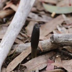 Drechmeria gunnii (Dark Vegetable Caterpillar) at Stromlo, ACT - 4 Jun 2023 by JimL