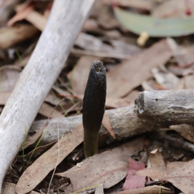 Drechmeria gunnii (Dark Vegetable Caterpillar) at Block 402 - 4 Jun 2023 by JimL