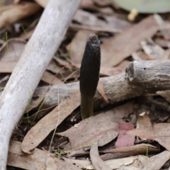 Drechmeria gunnii at Stromlo, ACT - 4 Jun 2023 11:27 AM