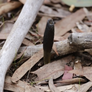 Drechmeria gunnii at Stromlo, ACT - 4 Jun 2023