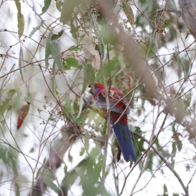 Platycercus elegans (Crimson Rosella) at Block 402 - 4 Jun 2023 by JimL