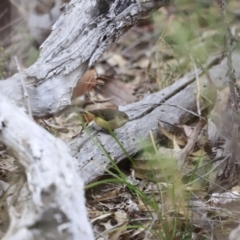 Acanthiza reguloides (Buff-rumped Thornbill) at Piney Ridge - 4 Jun 2023 by JimL