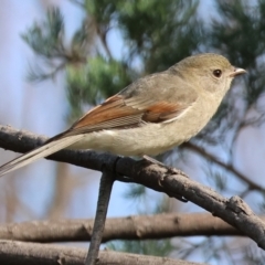 Pachycephala pectoralis (Golden Whistler) at Wodonga - 4 Jun 2023 by KylieWaldon