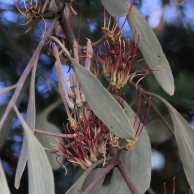 Amyema quandang var. quandang (Grey Mistletoe) at Ward Morrison Park - 4 Jun 2023 by KylieWaldon