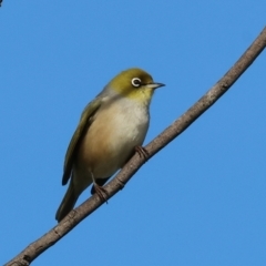 Zosterops lateralis (Silvereye) at WREN Reserves - 4 Jun 2023 by KylieWaldon