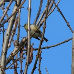 Zosterops lateralis at Wodonga, VIC - 4 Jun 2023