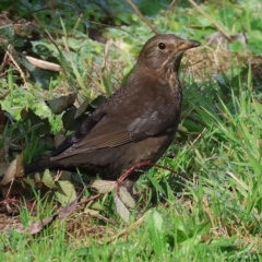 Turdus merula (Eurasian Blackbird) at WREN Reserves - 4 Jun 2023 by KylieWaldon