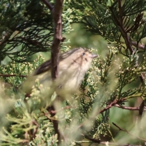 Smicrornis brevirostris at Wodonga, VIC - 4 Jun 2023