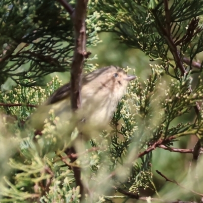 Smicrornis brevirostris (Weebill) at WREN Reserves - 4 Jun 2023 by KylieWaldon