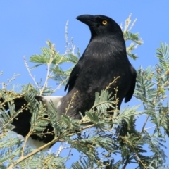 Strepera graculina (Pied Currawong) at Wodonga - 4 Jun 2023 by KylieWaldon