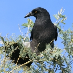 Strepera graculina at Wodonga, VIC - 4 Jun 2023