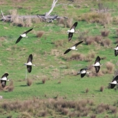 Threskiornis spinicollis at Wodonga, VIC - 4 Jun 2023