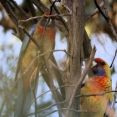 Platycercus elegans flaveolus at Wodonga, VIC - 4 Jun 2023 11:29 AM
