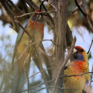 Platycercus elegans flaveolus at Wodonga, VIC - 4 Jun 2023 11:29 AM